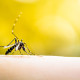 Sådan undgår du myggestik